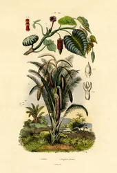 Árbol de sandbox, 1833-39